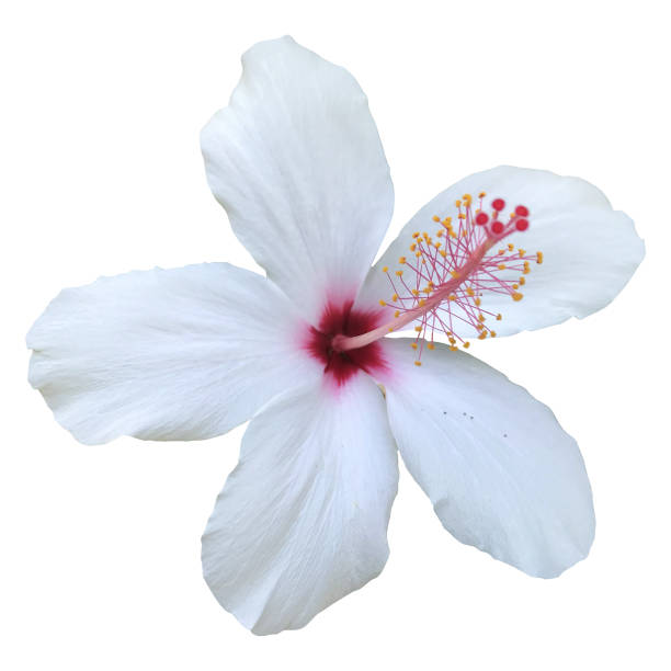 istock Hibiscus flower isolated 1054403104