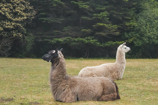 Two alert llamas lying in a field in opposite directions with forest behind them - selective focus