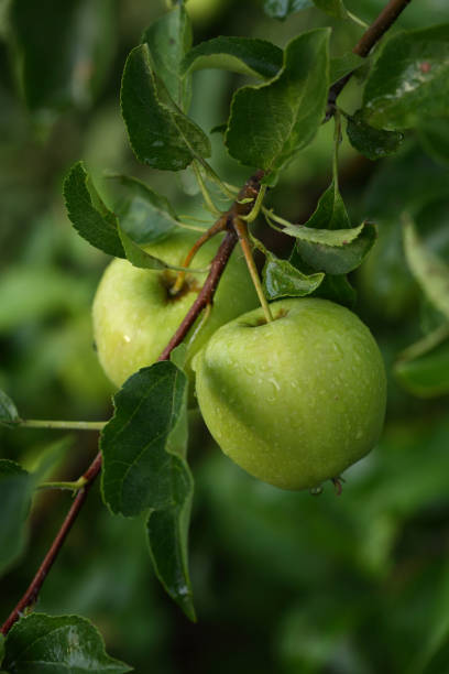 istock Green organic apples close-up on branch 1054404876