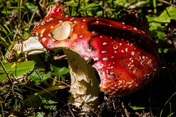 istock Mushrooms in late afternoon sun 1054405444