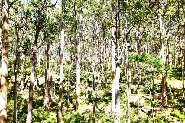 istock Boranup Karri Forest, Australia 1054406878