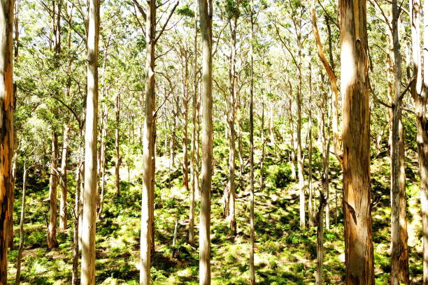 istock Boranup Karri Forest, Australia 1054407050