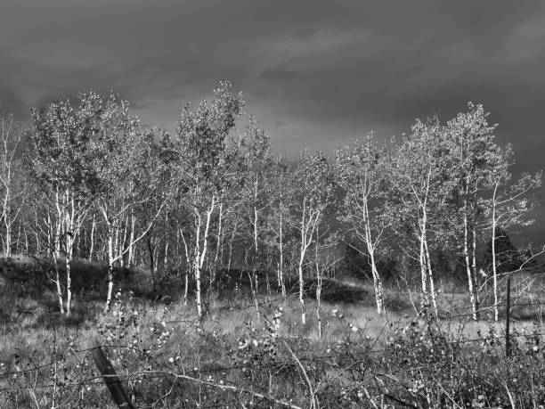istock The poplars of October 1054407126