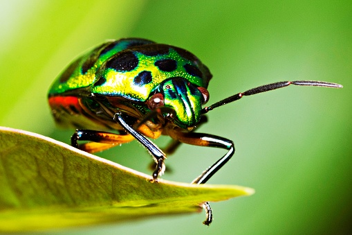 Green glitter beetle on leaf.