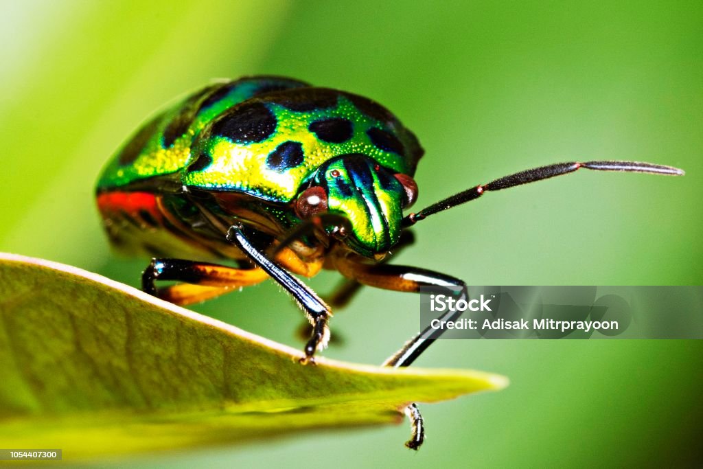 Green glitter beetle on leaf. Insect Stock Photo