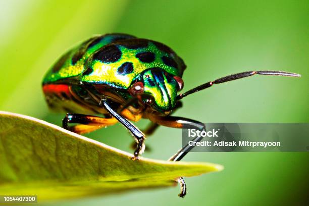 Green Glitter Beetle On Leaf Stock Photo - Download Image Now - Insect, Beetle, Photograph