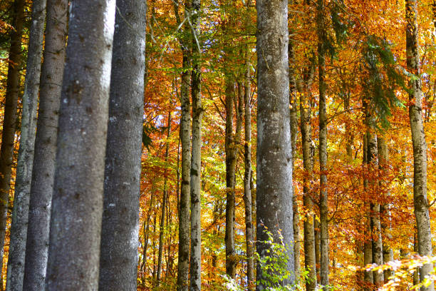 солнце фильтрует через цветные деревья с осени - cinque torri стоковые фото и изображения