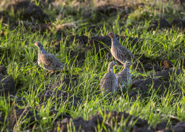 Grey Partridges four gray partridges on the plowed field grey partridge perdix perdix stock pictures, royalty-free photos & images