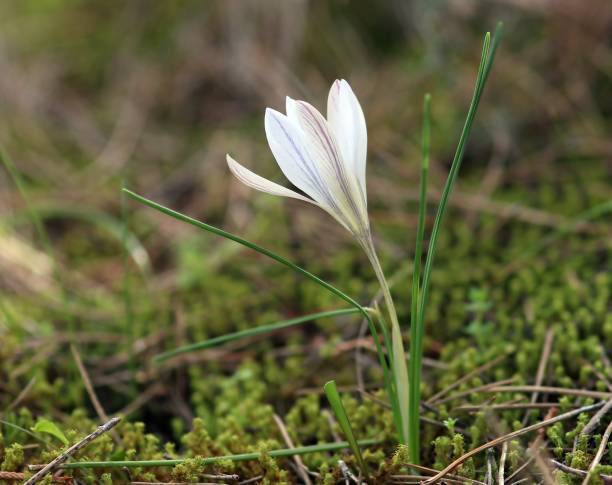istock Flower of Crocus nevadensis in Spain. 1054409058