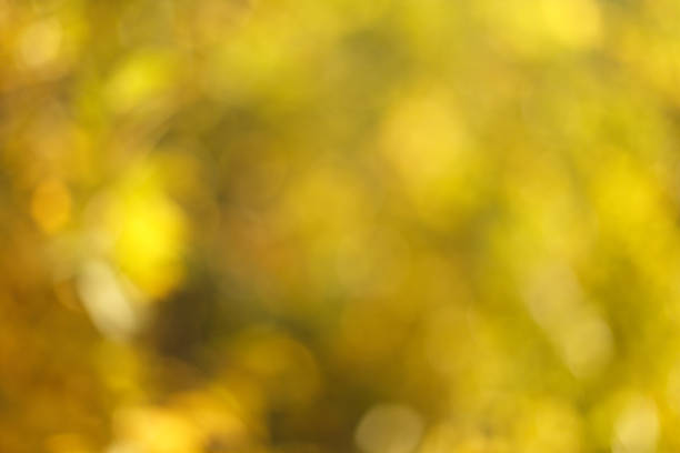istock Blurred sunny abstract autumn nature background 1054411734