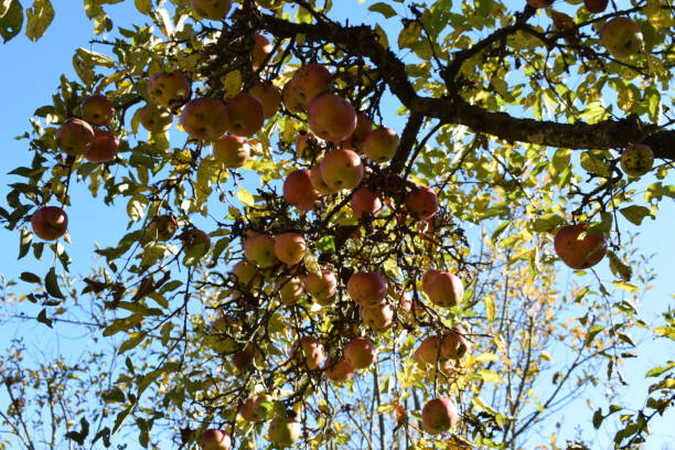 istock apples grown in ecological farming 1054412026
