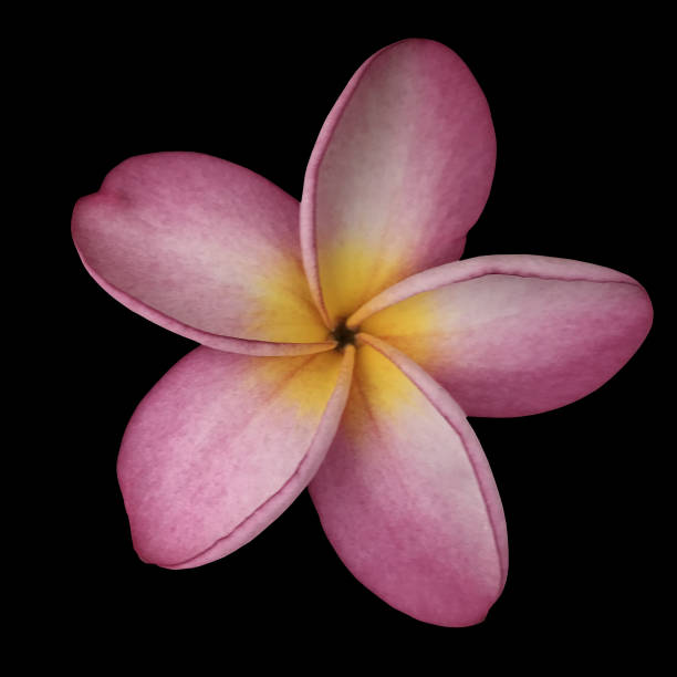 istock Pink Frangipani plumeria flower 1054414078