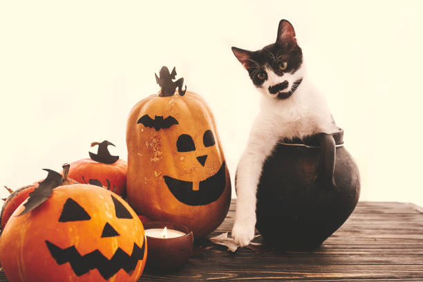 istock Happy Halloween concept. Pumpkins, jack-o-lantern, cat sitting in witch cauldron, bats, spider, candle, autumn leaves on black wood in light. Space for text. Season's greeting 1054414154