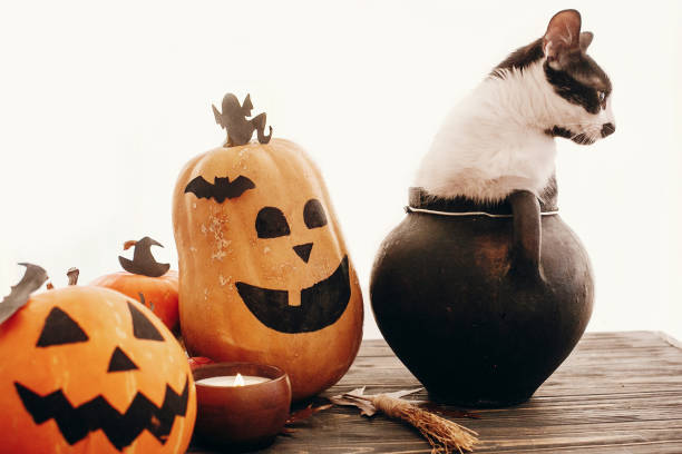 istock Happy Halloween concept. Pumpkins, jack-o-lantern, cat sitting in witch cauldron, bats, spider, candle, autumn leaves on black wood in light. Space for text. Season's greeting 1054416224