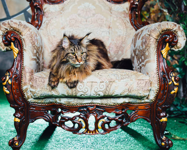 istock Maine Coon cat on antique chair 1054417848