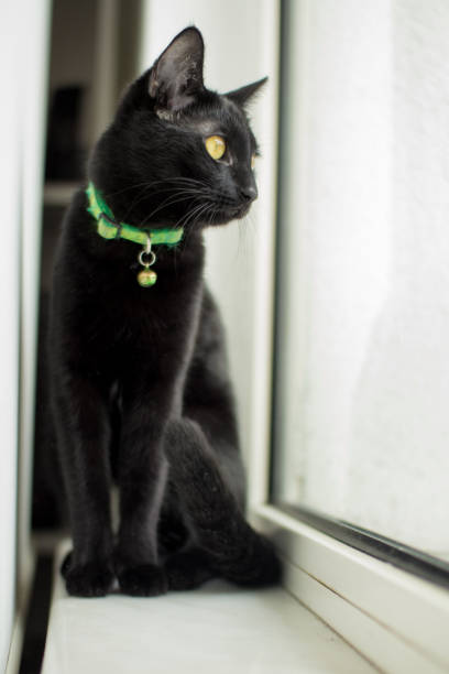 cat window