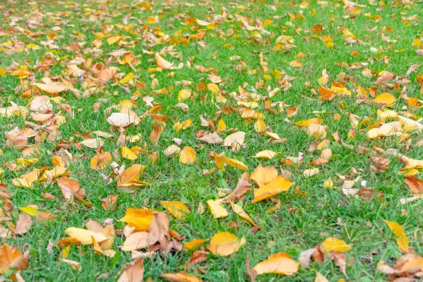 Yellow autumn leaves on green grass in sunshine background