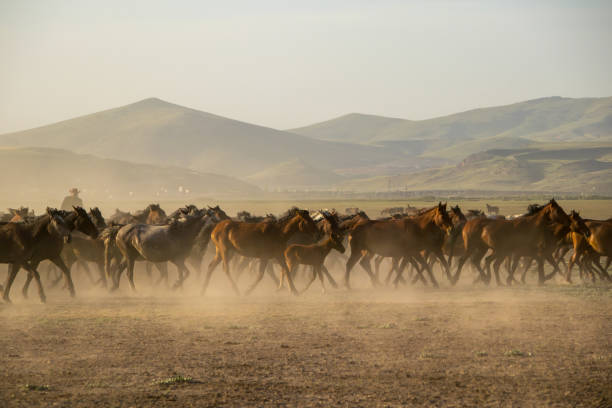 istock wild horses above the ground or in the waters 1054420514