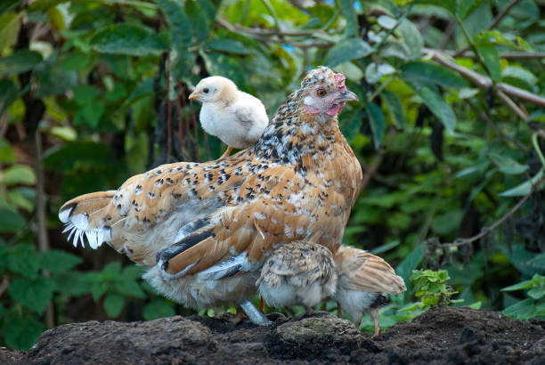 istock Hen with her chicks, protecting herself under her mother's feathers 1054420592