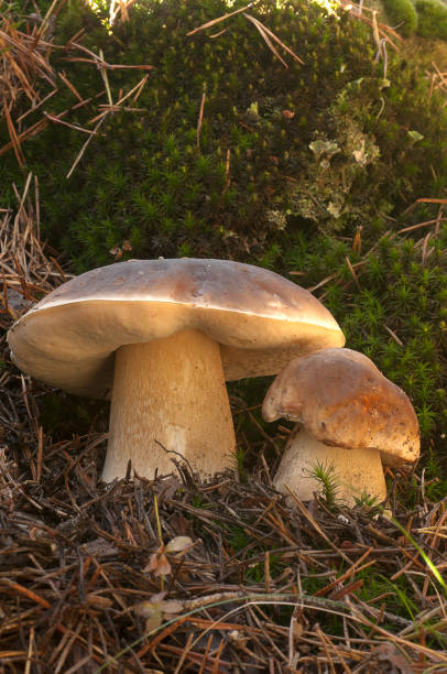 istock Mushroom, boletus edulis, in pine forest 1054420776