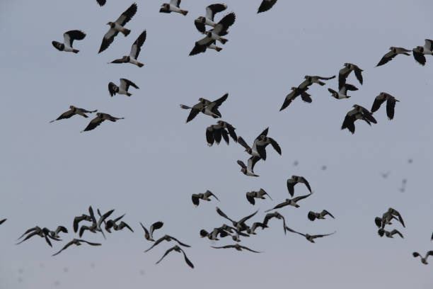 istock Lapwing. Northern lapwing. Vanellus vanellus,texel,holland 1054420820