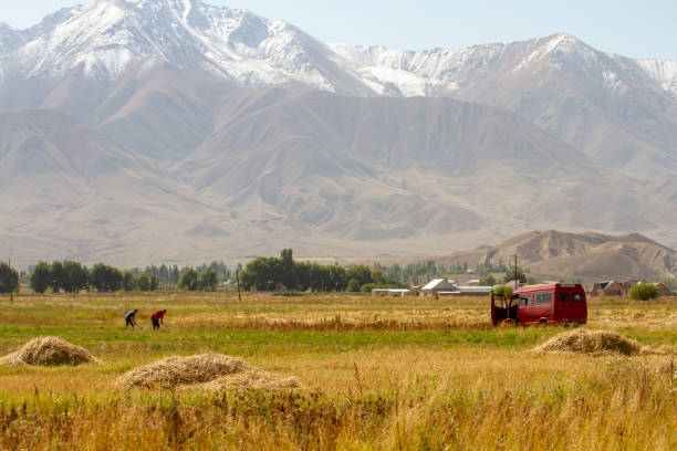 Kochkor Village, Kyrgyzstan - September 18, 2018 :  Men working thrashing hay in alpine meadow in Tien Shan Mountains of Kyrgyzstan.