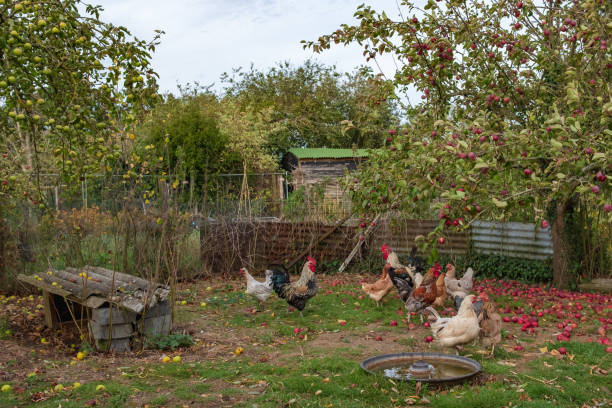 rural petite tenue d’un troupeau de poulets dans un faire décaler la zone sectionné dans un verger de pommiers. - sectioned photos et images de collection