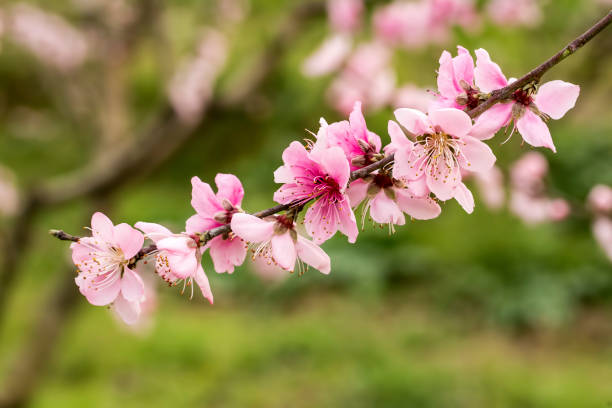 otwarte kwiaty brzoskwini na wiosnę. naturalny kwiat. - 13633 zdjęcia i obrazy z banku zdjęć