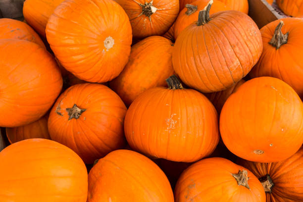 istock Harvest pumpkin rice straw background. 1054429586