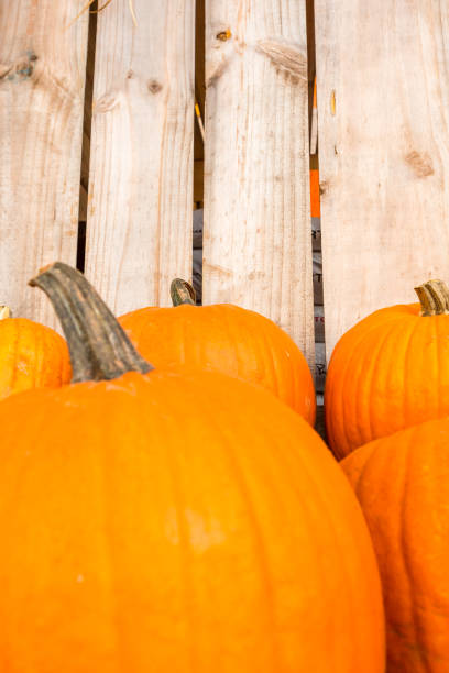 istock Harvest pumpkin rice straw background. 1054430934