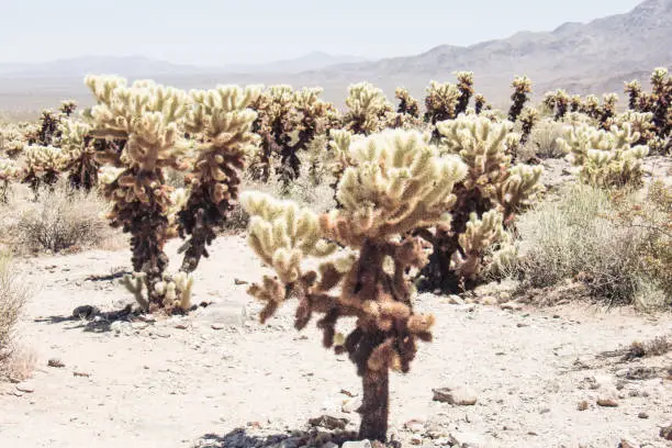 Jumping Cholla cactus (also known as Cylindropuntia) garden in Joshua Tree National Park