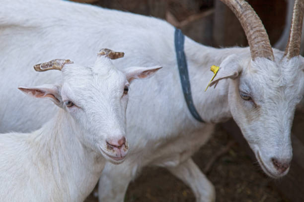 istock goats at the livestock 1054431250