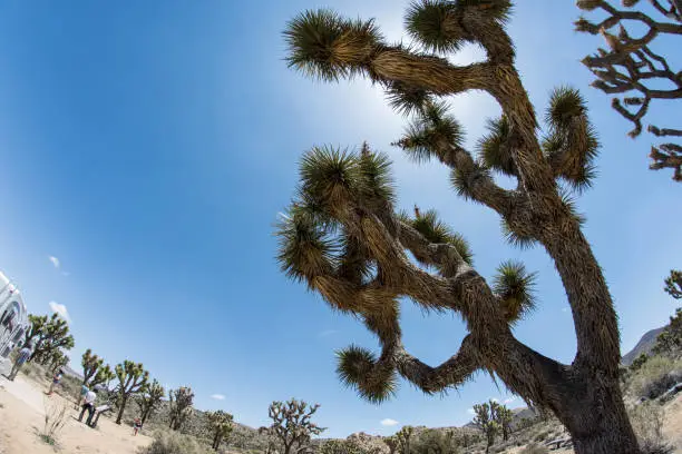 Fisheye view of Joshua Tree against blue sky in Joshua Tree National Park in Southern California on a sunny summer day in the Mojave desert
