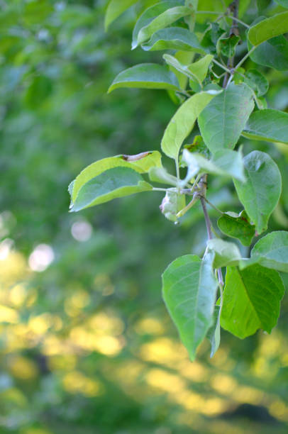 istock lush foliage of the Apple tree 1054435180