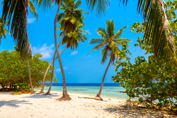 istock Maldives paradise sandy beach, Hangnaameedhoo, Maledives. Copy space for text. 1054435210