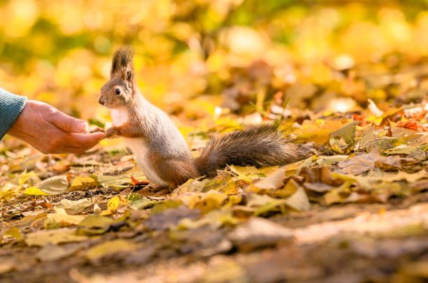 Squirrel sitting in the autumn foliage. Cute squirrel eating a chestnut in autumn scene. Portrait of beautiful squirrel, park with fallen leaves.