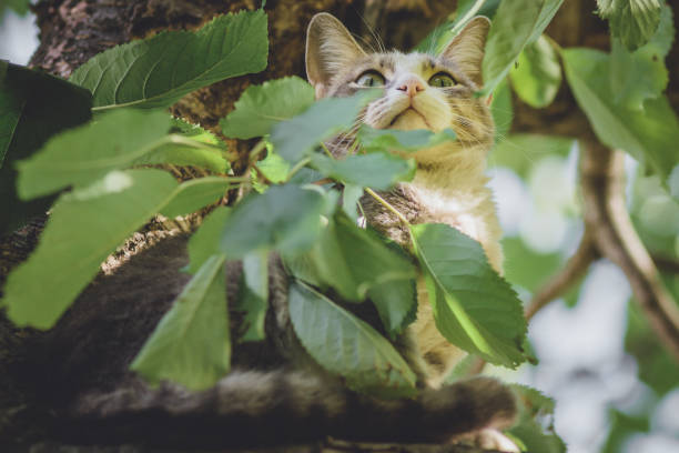 istock cat on a tree in the garden 1054437630