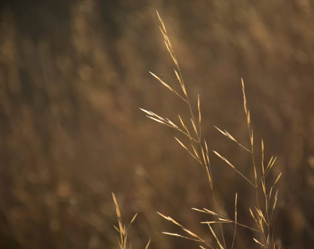 istock Dry yellow grass in the sunlight on brown abstract blurred nature background 1054437674