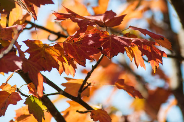 istock ray of light in autumnal maple leaves 1054438592