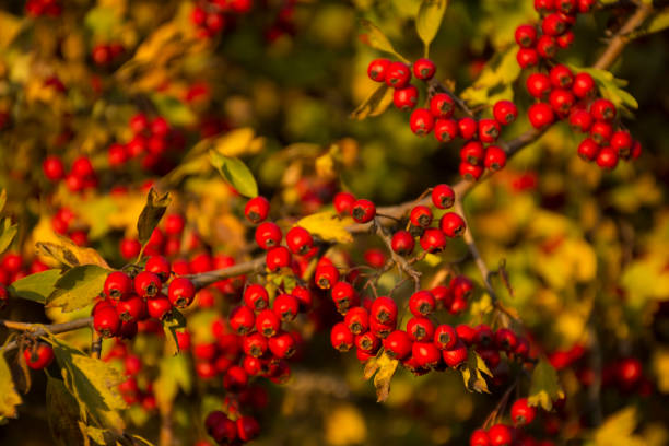 istock Red hawthorn berries on a bush. Crataegus ripe on branches at sunset 1054439242