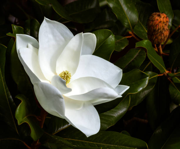istock closeup of white magnolia flower and seed pod 1054441692