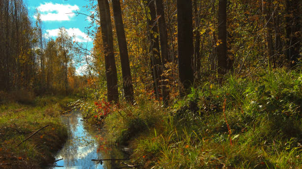 istock Creek in the forest Autumn in the park beautiful 1054442004