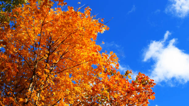 istock Nature Maple Golden autumn maple leave in autumn beautiful blue sky clouds 1054442068
