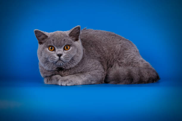istock British shorthair cat on colored background 1054443494