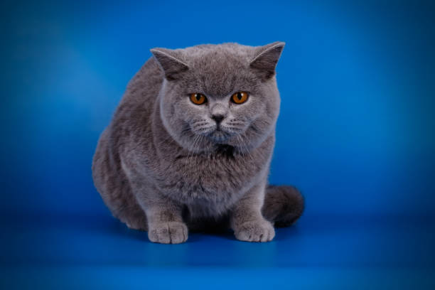istock British shorthair cat on colored background 1054443500