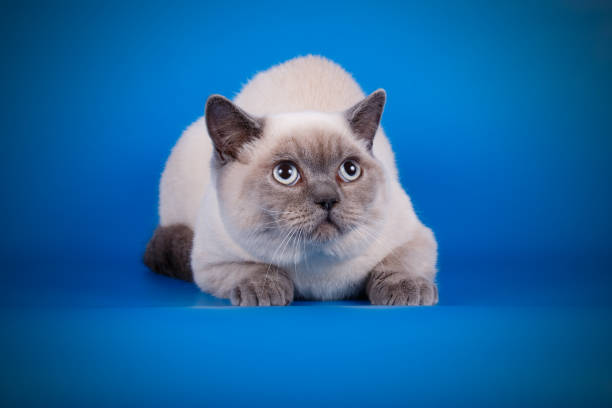 istock British shorthair cat on colored background 1054446822