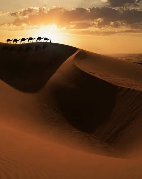 Arab man leading a camels caravan at sunset on a giant sand dune in the Empty Quarter desert of Abu Dhabi