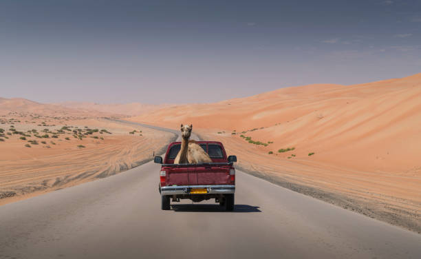 camello en una camioneta - desert animals fotografías e imágenes de stock