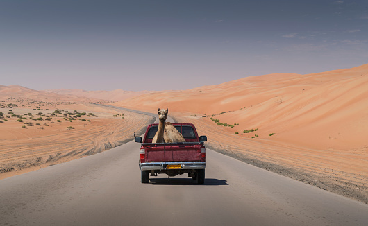 A  camel (camels dromedaries) on the back of a pickup truck on an empty road crossing the Emtpy Quarter desert of Abu Dhabi