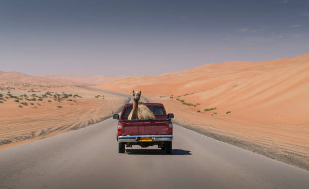 Camel on a pickup truck A  camel (camels dromedaries) on the back of a pickup truck on an empty road crossing the Emtpy Quarter desert of Abu Dhabi laziness photos stock pictures, royalty-free photos & images
